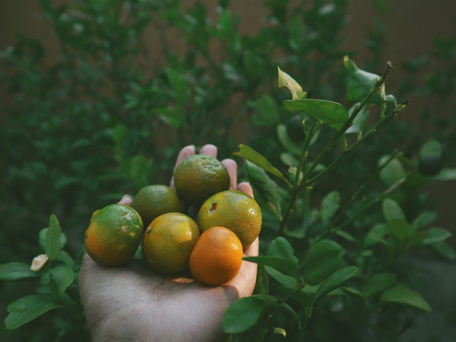 Nutritional Strategies for Optimal Elderly Dental Health