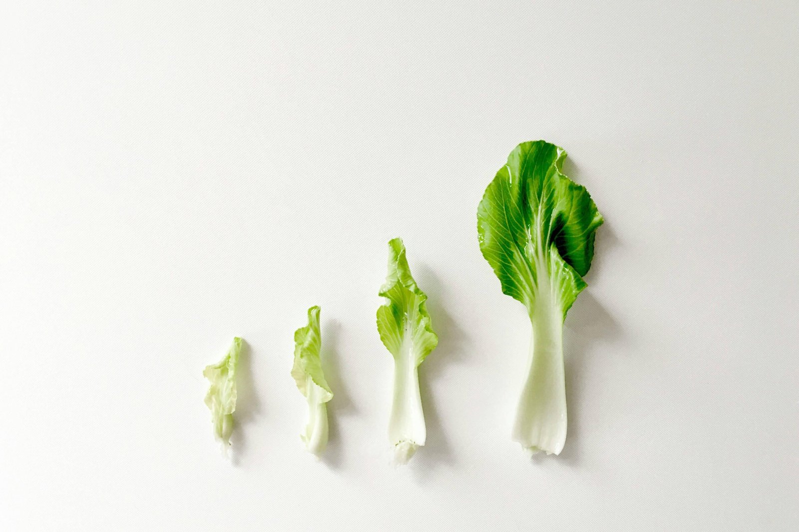Autoimmune Friendly Food Rotation Plan