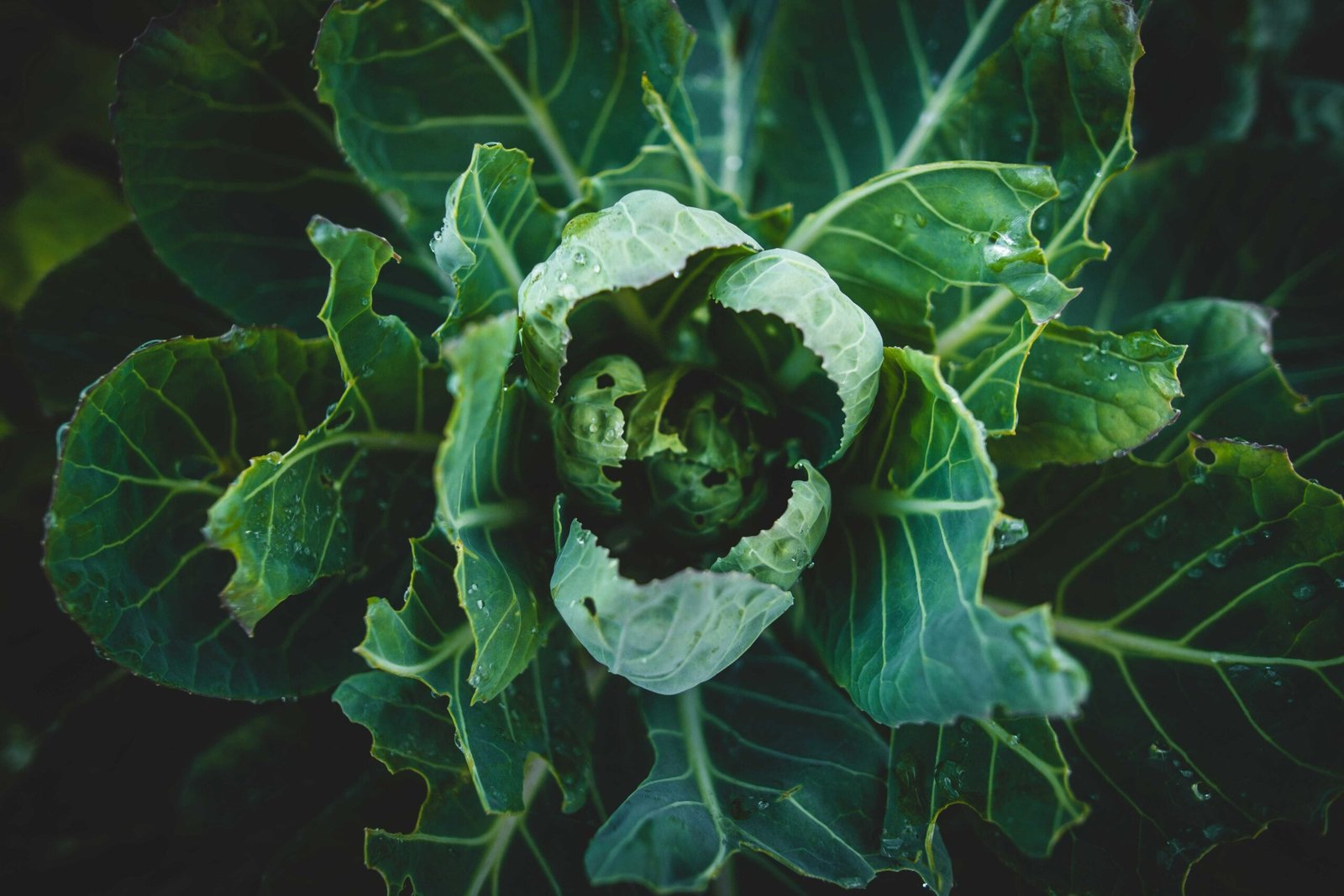 Nut-Free Diet: Essential Guidelines and Meal Planning